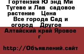 Гортензия Ю энд Ми Тугеве и Лав, садовое растение › Цена ­ 550 - Все города Сад и огород » Другое   . Алтайский край,Яровое г.